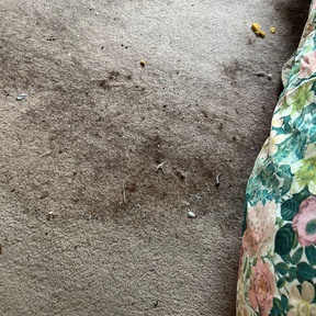 Deep Cleaning Peterculkter